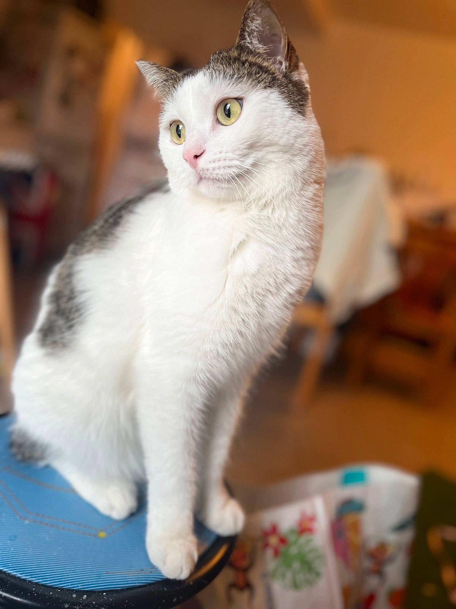 Tiggy a rejoint le concours — aidez-le/la à gagner de superbes lots ! carnivore, cat, cat_supply, claw, collar, domestic_short_haired_cat, eye, felidae, fur, head, paw, serveware, sitting, small_to_medium_sized_cats, snout, tail, whiskers