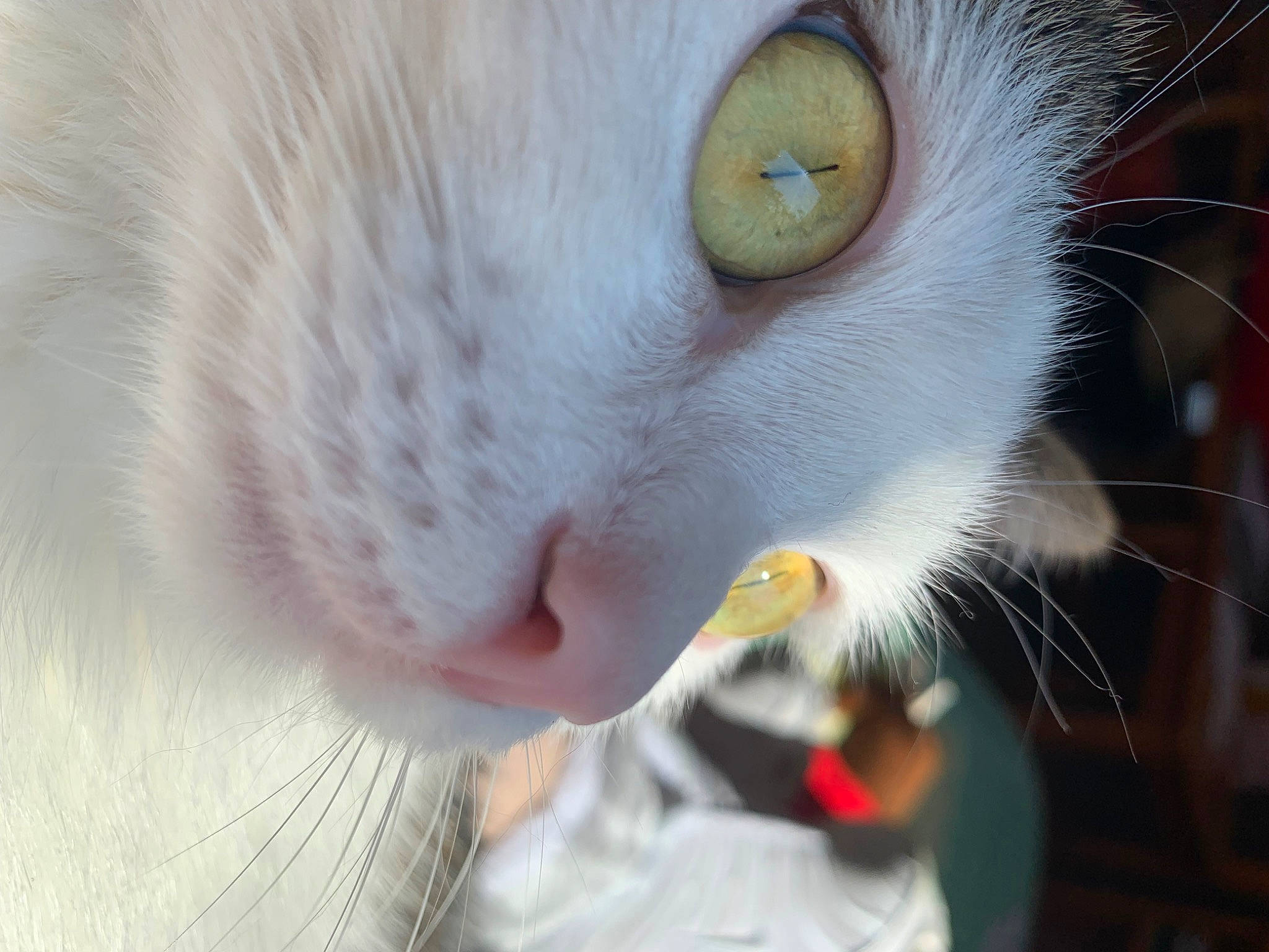 Tiggy participe au concours pour gagner de l'argent avec cette photo : carnivore, cat, close_up, curious, domestic_short_haired_cat, ear, eye, eyelash, fang, felidae, fur, nose, organism, paw, pet_supply, small_to_medium_sized_cats, snout, tail, whiskers, wildlife