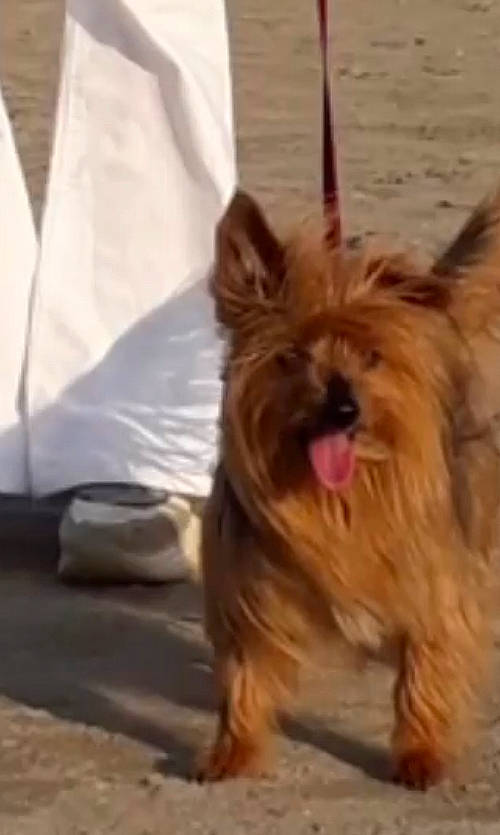 Febee participe au concours pour gagner de l'argent avec cette photo : biewer_terrier, canidae, carnivore, companion_dog, dog, dog_breed, dog_supply, fur, liver, small_terrier, sporting_group, terrier, toy_dog, water_dog, working_animal, yorkipoo, yorkshire_terrier