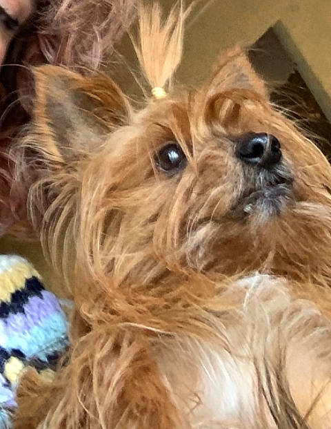 Febee a rejoint le concours — aidez-le/la à gagner de superbes lots ! biewer_terrier, blond, canidae, carnivore, close_up, companion_dog, dog, dog_breed, ear, fashion_accessory, fawn, fur, liver, small_terrier, snout, sporting_group, terrestrial_animal, terrier, toy_dog, working_animal