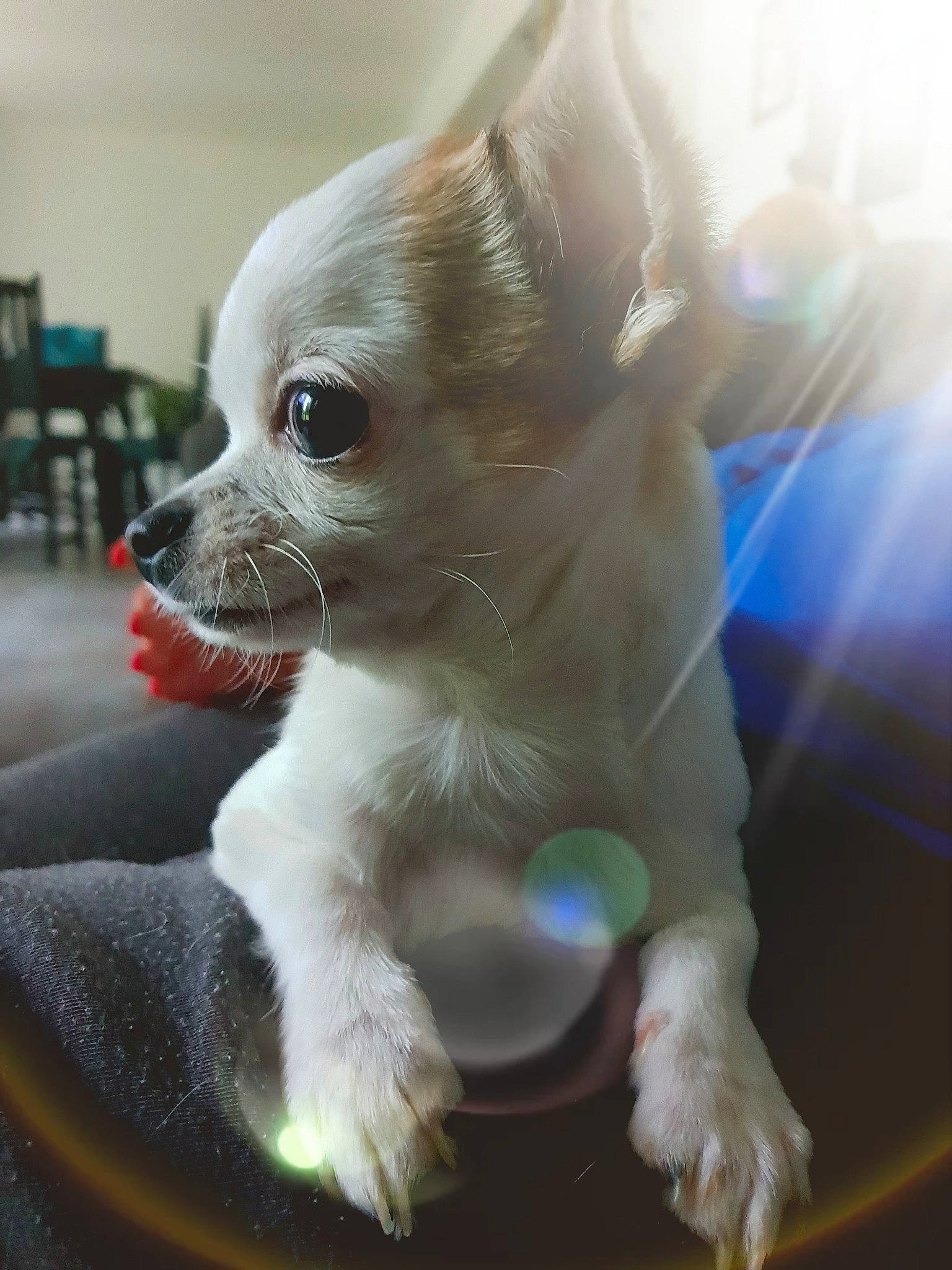 Joy a rejoint le concours — aidez-le/la à gagner de superbes lots ! canidae, carnivore, chair, chihuahua, companion_dog, corgi_chihuahua, dog, dog_breed, dog_supply, fawn, fur, non_sporting_group, paw, pet_supply, snout, sporting_group, toy_dog, whiskers, working_animal