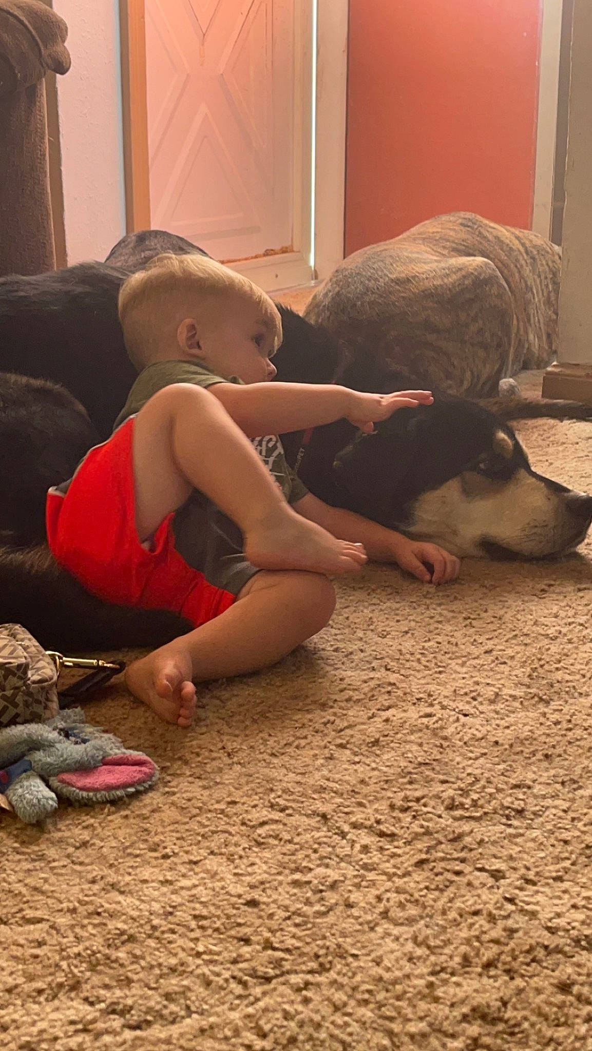 Sawyer joined the competition — help win amazing prizes! carpet, comfort, companion_dog, dog, dog_breed, elbow, fawn, floor, flooring, foot, fun, fur, hardwood, human_leg, knee, person, room, sitting, thigh, wood