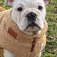 Archibald a rejoint le concours — aidez-le/la à gagner de superbes lots ! animal, black_nose, bulldog, canine, close_up, cute, dog, ears, fleece_jacket, friendly, fur, grass, mammal, outdoor, pet, portrait, puppy, tan_jacket, wrinkles, young_dog