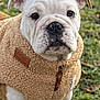 animal, black_nose, bulldog, canine, close_up, cute, dog, ears, fleece_jacket, friendly, fur, grass, mammal, outdoor, pet, portrait, puppy, tan_jacket, wrinkles, young_dog