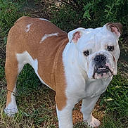 Archibald a rejoint le concours — aidez-le/la à gagner de superbes lots ! bulldog, dog, pet, animal, grass, outdoor, greenery, bushes, canine, mammal, nature, fur, white, brown, standing, looking, eyes, ears, snout, expression