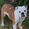 bulldog, dog, pet, animal, grass, outdoor, greenery, bushes, canine, mammal, nature, fur, white, brown, standing, looking, eyes, ears, snout, expression