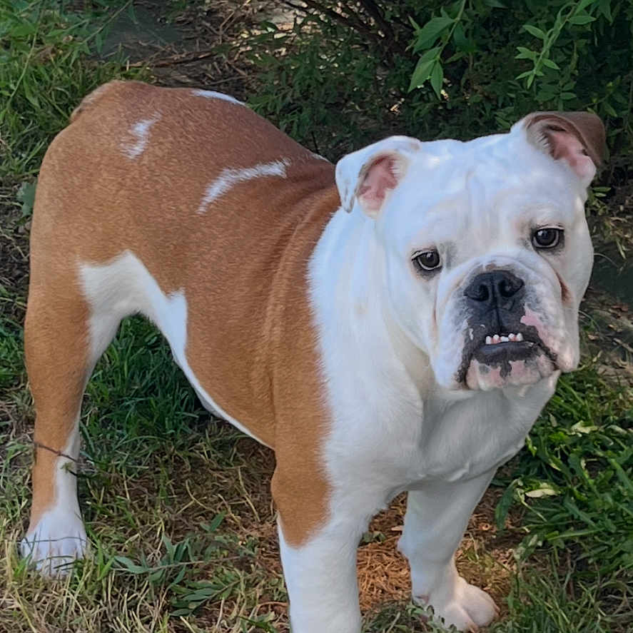 Archibald