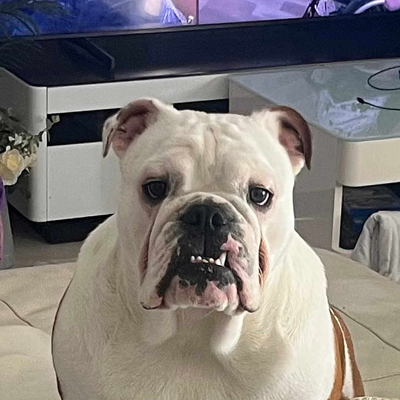 Archibald