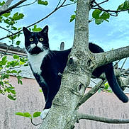 Pastis participe au concours pour gagner de l'argent avec cette photo : cat, tuxedo_cat, tree, branch, leaves, outdoor, sky, animal, pet, curious, alert, nature, feline, whiskers, tail, daylight, building, texture, greenery, closeup