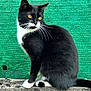 Pastis participe au concours pour gagner de l'argent avec cette photo : cat, black_and_white, tuxedo_cat, yellow_eyes, sitting, stone_surface, outdoor, green_background, fur, whiskers, tail, pet, animal, looking_away, texture, contrast, nature, domestic_cat, side_view, alert