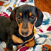Tragg is registered to the contest to win money with this photo: animal, black_and_tan, blanket, canine, close_up, cozy, cute, dog, ears, eyes, floor, fur, indoor, nose, patterned_blanket, pet, puppy, resting, wooden_floor, young_dog