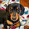 animal, black_and_tan, blanket, canine, close_up, cozy, cute, dog, ears, eyes, floor, fur, indoor, nose, patterned_blanket, pet, puppy, resting, wooden_floor, young_dog