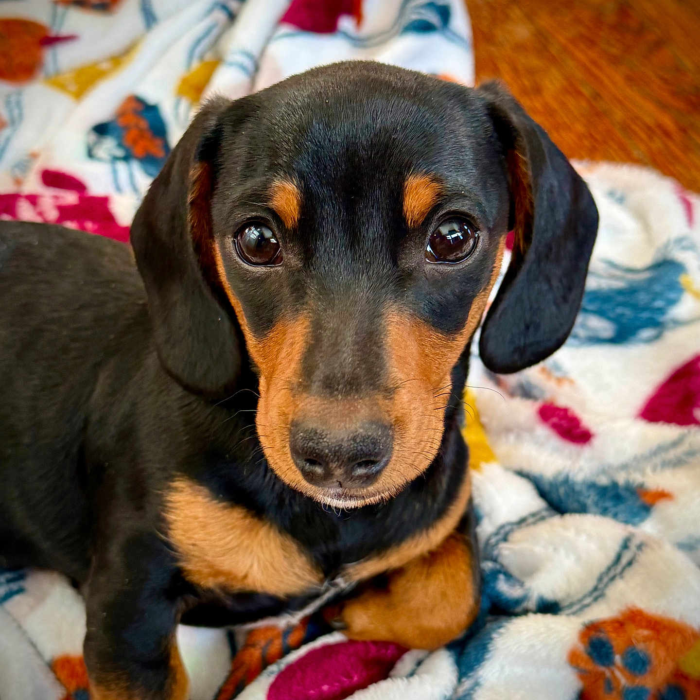 Tragg is registered to the contest to win money with this photo: animal, black_and_tan, blanket, canine, close_up, cozy, cute, dog, ears, eyes, floor, fur, indoor, nose, patterned_blanket, pet, puppy, resting, wooden_floor, young_dog