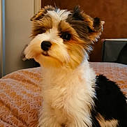 Arès participe au concours pour gagner de l'argent avec cette photo : dog, puppy, bed, fur, fluffy, indoor, pet, animal, cute, brown, white, black, small, curious, soft, ears, eyes, sitting, cozy, patterned_bedspread