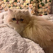 Momo is registered to the contest to win money with this photo: kitten, cat, fluffy, cream_color, pet, animal, cute, soft_texture, blanket, cozy, indoor, close_up, flower_background, blurred_background, whiskers, small_animal, feline, resting, curious, young