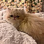 kitten, cat, fluffy, cream_color, pet, animal, cute, soft_texture, blanket, cozy, indoor, close_up, flower_background, blurred_background, whiskers, small_animal, feline, resting, curious, young