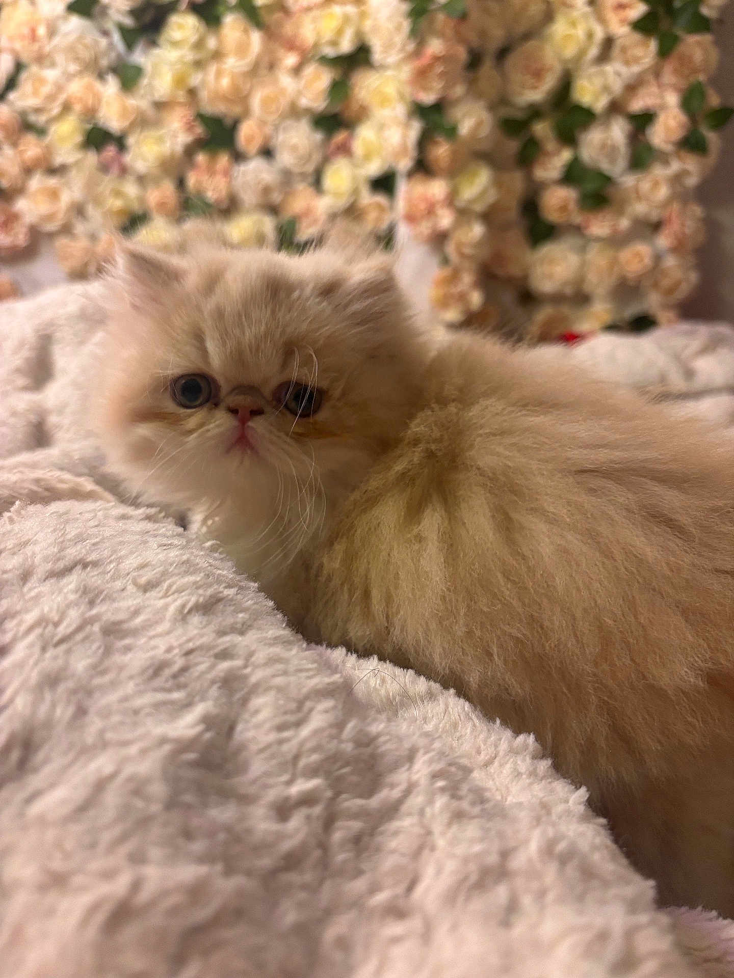 Momo is registered to the contest to win money with this photo: kitten, cat, fluffy, cream_color, pet, animal, cute, soft_texture, blanket, cozy, indoor, close_up, flower_background, blurred_background, whiskers, small_animal, feline, resting, curious, young