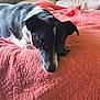 Bonnie And Clyde is registered to the contest to win money with this photo: dog, bed, quilt, coral_pink, wooden_headboard, indoor, pet, animal, lying_down, black_and_white, cozy, texture, resting, cute, fur, ears, nose, eyes, home, comfort