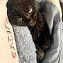 Mini is registered to the contest to win money with this photo: kitten, black_cat, pet_bed, soft_texture, cozy, sleepy, fur, animal, indoor, closeup, cute, resting, young_cat, domestic_cat, eyes, fur_texture, comfort, blanket, nestled, relaxed