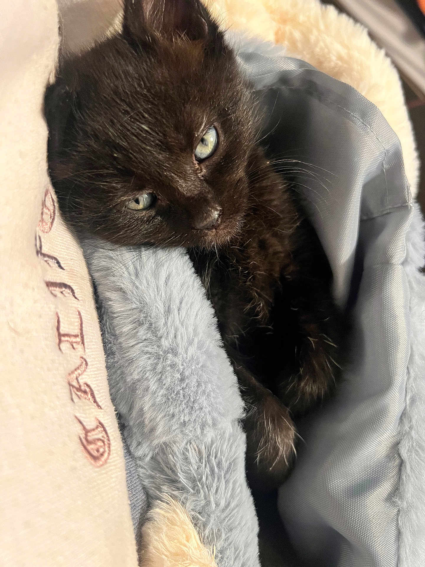 Mini is registered to the contest to win money with this photo: kitten, black_cat, pet_bed, soft_texture, cozy, sleepy, fur, animal, indoor, closeup, cute, resting, young_cat, domestic_cat, eyes, fur_texture, comfort, blanket, nestled, relaxed