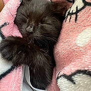 Mini is registered to the contest to win money with this photo: kitten, cat, sleeping, black_cat, fur, paw, pink_blanket, cozy, closeup, pet, animal, cute, resting, soft, snuggled, domestic_cat, whiskers, feline, indoor, warm