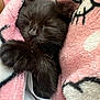kitten, cat, sleeping, black_cat, fur, paw, pink_blanket, cozy, closeup, pet, animal, cute, resting, soft, snuggled, domestic_cat, whiskers, feline, indoor, warm