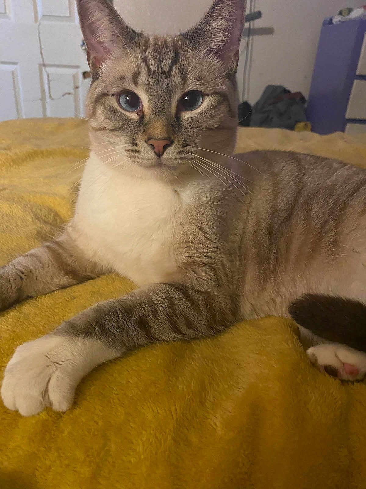 Sir King Sandy Loves joined the competition — help win amazing prizes! animal, bedroom, blue_eyes, cat, close_up, cozy, cute, domestic, ears, face, feline, indoor, lying_down, pet, relaxed, soft_texture, striped_fur, whiskers, white_paws, yellow_blanket