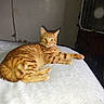 animal, bed, blanket, cat, domestic_cat, ears, fan, furniture, ginger, household, indoor, orange, paws, pet, relaxed, resting, shadow, striped, tabby, whiskers