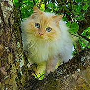 Neige participe au concours pour gagner de l'argent avec cette photo : cat, fluffy, tree, green_leaves, moss, nature, outdoor, animal, pet, closeup, curious, blue_eyes, branch, feline, wildlife, portrait, daylight, whiskers, soft_fur, explorer