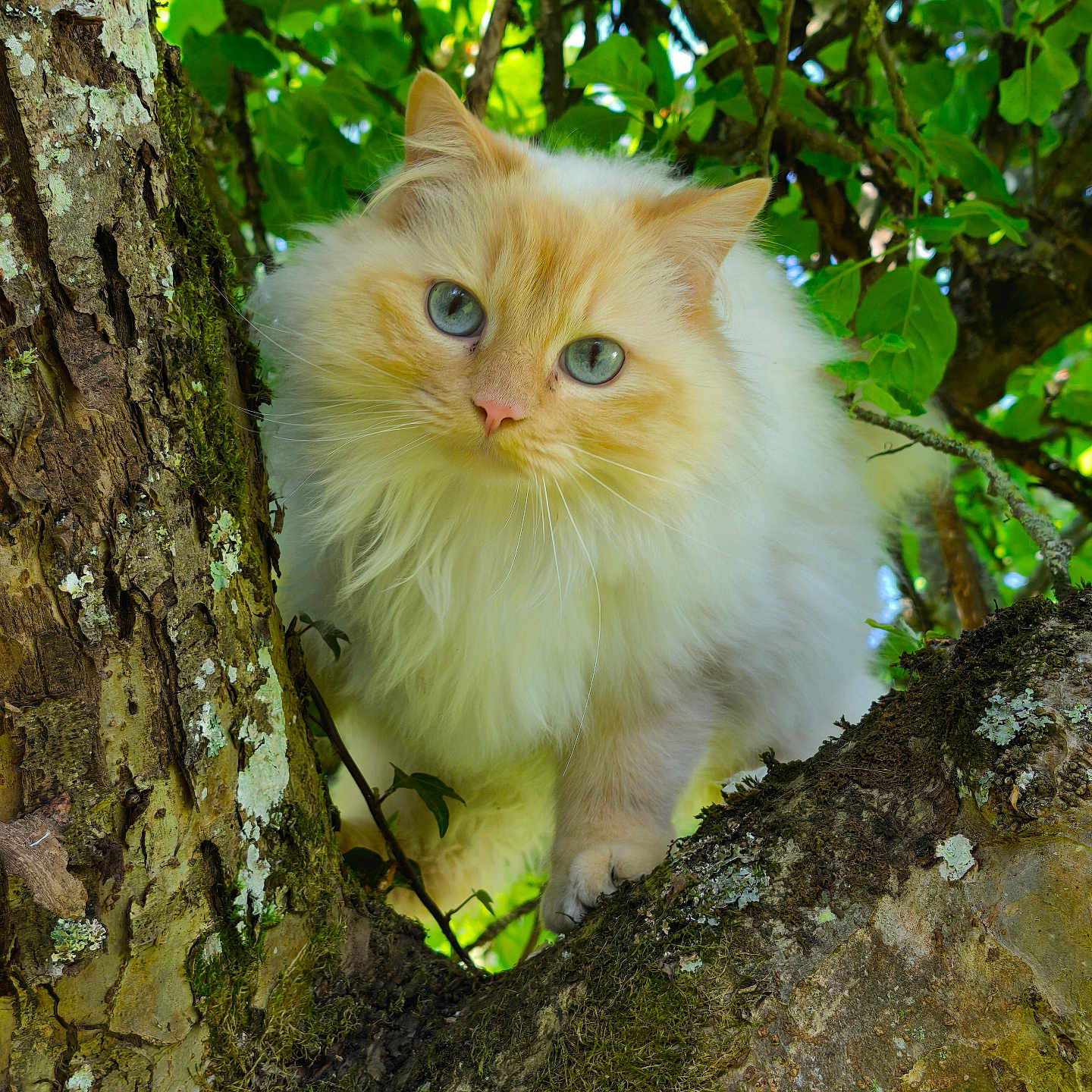 Neige participe au concours pour gagner de l'argent avec cette photo : animal, blue_eyes, branch, cat, closeup, curious, daylight, explorer, feline, fluffy, green_leaves, moss, nature, outdoor, pet, portrait, soft_fur, tree, whiskers, wildlife