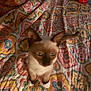 kitten, cat, siamese, pet, animal, indoor, bedspread, colorful, pattern, quilt, furniture, ears, blue_eyes, small, cute, fur, whiskers, young, domestic, cozy