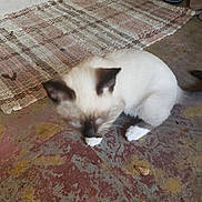 August joined the competition — help win amazing prizes! cat, kitten, siamese, blurred, floor, rug, indoor, pet, animal, white_paws, brown_ears, brown_face, slippers, pot, wall, home, small, cute, sitting, feline