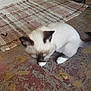 cat, kitten, siamese, blurred, floor, rug, indoor, pet, animal, white_paws, brown_ears, brown_face, slippers, pot, wall, home, small, cute, sitting, feline
