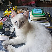 Journey joined the competition — help win amazing prizes! cat, white_cat, blue_eyes, feline, pet, table, notebooks, tissue_box, clutter, indoor, relaxed, curious, household, fur, paws, laying_down, closeup, domestic_animal, mammal, animal