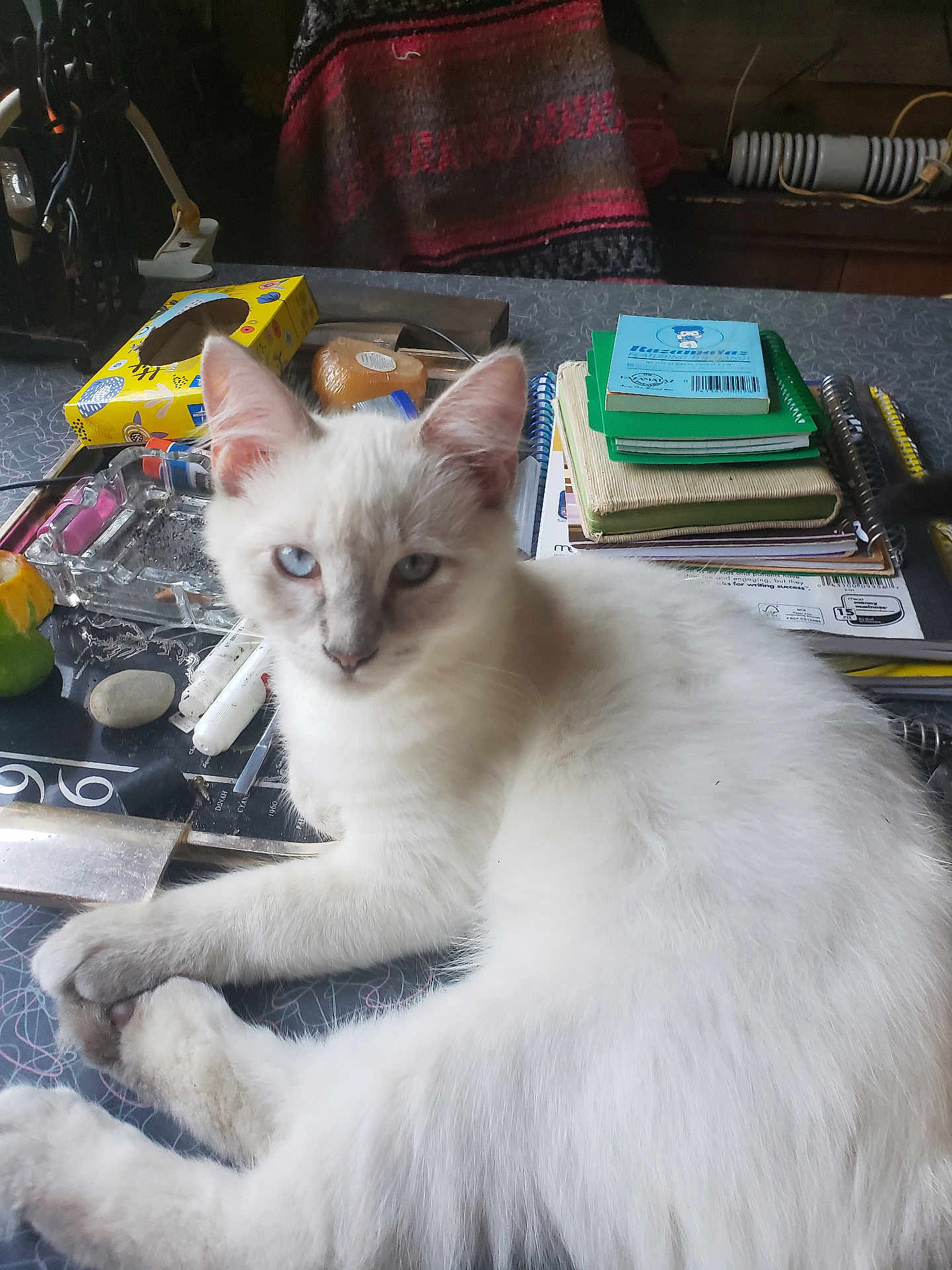 Journey joined the competition — help win amazing prizes! cat, white_cat, blue_eyes, feline, pet, table, notebooks, tissue_box, clutter, indoor, relaxed, curious, household, fur, paws, laying_down, closeup, domestic_animal, mammal, animal