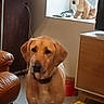 dog, indoor, leather_chair, wooden_cabinet, plush_toy, window, floor, dog_bowl, yellow_cloth, pet, animal, collar, furniture, natural_light, home, living_room, brown, tile_floor, toy, curtain