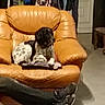 dog, armchair, leather, cushion, indoor, furniture, clothing, shelf, records, floor, person, legs, shoe, black_and_white, resting, relaxing, casual, home, living_room, pet