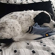 Binco is registered to the contest to win money with this photo: dog, black_and_white, bed, blanket, indoor, resting, curled_up, fur, tail, comfort, sleepy, patterned_bedspread, cozy, animal, pet, domestic, relaxed, lying_down, soft, quiet