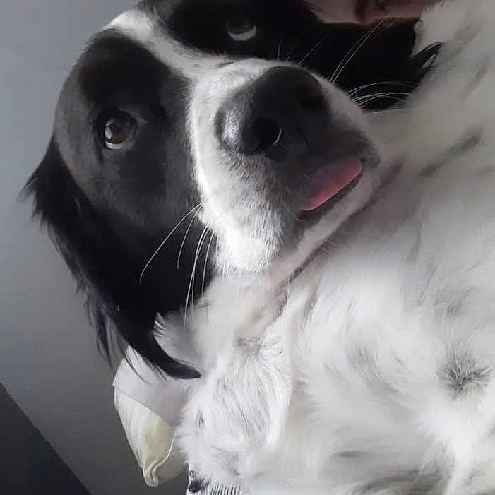 Binco joined the competition — help win amazing prizes! animal, bed, black_and_white, canine, close_up, cute, dog, domestic, ears, face, friendly, fur, indoor, lying_down, pet, pillow, portrait, relaxed, tongue_out, whiskers