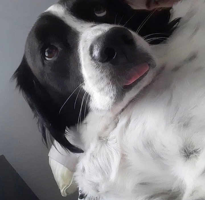 Binco joined the competition — help win amazing prizes! dog, black_and_white, close_up, tongue_out, pet, lying_down, bed, pillow, fur, cute, animal, canine, domestic, portrait, whiskers, face, ears, relaxed, indoor, friendly