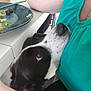 Binco is registered to the contest to win money with this photo: dog, black_and_white, face, looking_up, person, teal_shirt, table, plate, salad, olives, food, indoor, affection, pet, head, resting, close_up, companion, animal, human