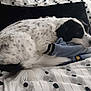 Binco joined the competition — help win amazing prizes! dog, black_and_white, bed, blanket, indoor, resting, curled_up, fur, tail, comfort, sleepy, patterned_bedspread, cozy, animal, pet, domestic, relaxed, lying_down, soft, quiet