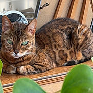Luna a rejoint le concours — aidez-le/la à gagner de superbes lots ! cat, bengal_cat, tabby, feline, animal, pet, green_eyes, striped_fur, spotted_fur, whiskers, ears, face, portrait, lying_down, relaxed, wooden_surface, houseplant, green_leaves, indoor, close_up