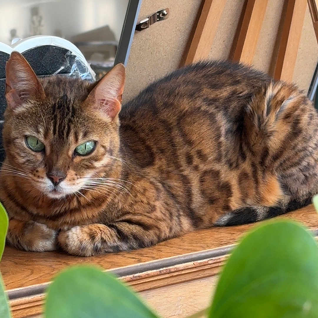 Luna a rejoint le concours — aidez-le/la à gagner de superbes lots ! cat, bengal_cat, tabby, feline, animal, pet, green_eyes, striped_fur, spotted_fur, whiskers, ears, face, portrait, lying_down, relaxed, wooden_surface, houseplant, green_leaves, indoor, close_up