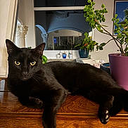 Tino a rejoint le concours — aidez-le/la à gagner de superbes lots ! cat, black_cat, pet, animal, feline, yellow_eyes, whiskers, pointed_ears, lying_down, relaxed, portrait, indoors, wooden_dresser, furniture, houseplant, potted_plant, framed_art, home_decor, shiny_fur, close_up