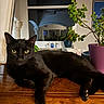 cat, black_cat, pet, animal, feline, yellow_eyes, whiskers, pointed_ears, lying_down, relaxed, portrait, indoors, wooden_dresser, furniture, houseplant, potted_plant, framed_art, home_decor, shiny_fur, close_up