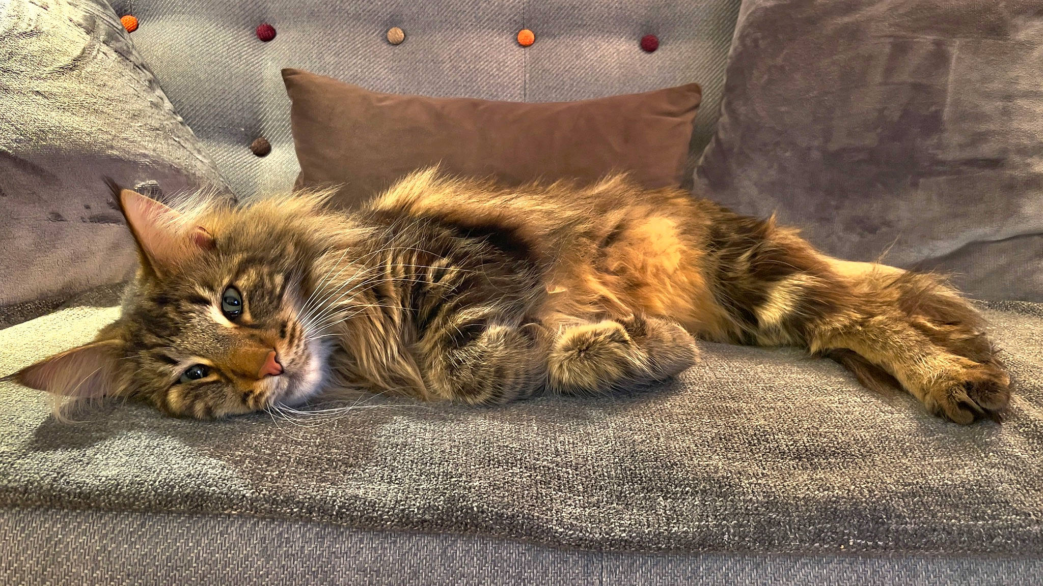 Narco a rejoint le concours — aidez-le/la à gagner de superbes lots ! bedding, carnivore, cat, claw, comfort, domestic_short_haired_cat, felidae, fur, maine_coon, nap, paw, plant, sleep, small_to_medium_sized_cats, snout, tail, terrestrial_animal, tree, whiskers, wildlife
