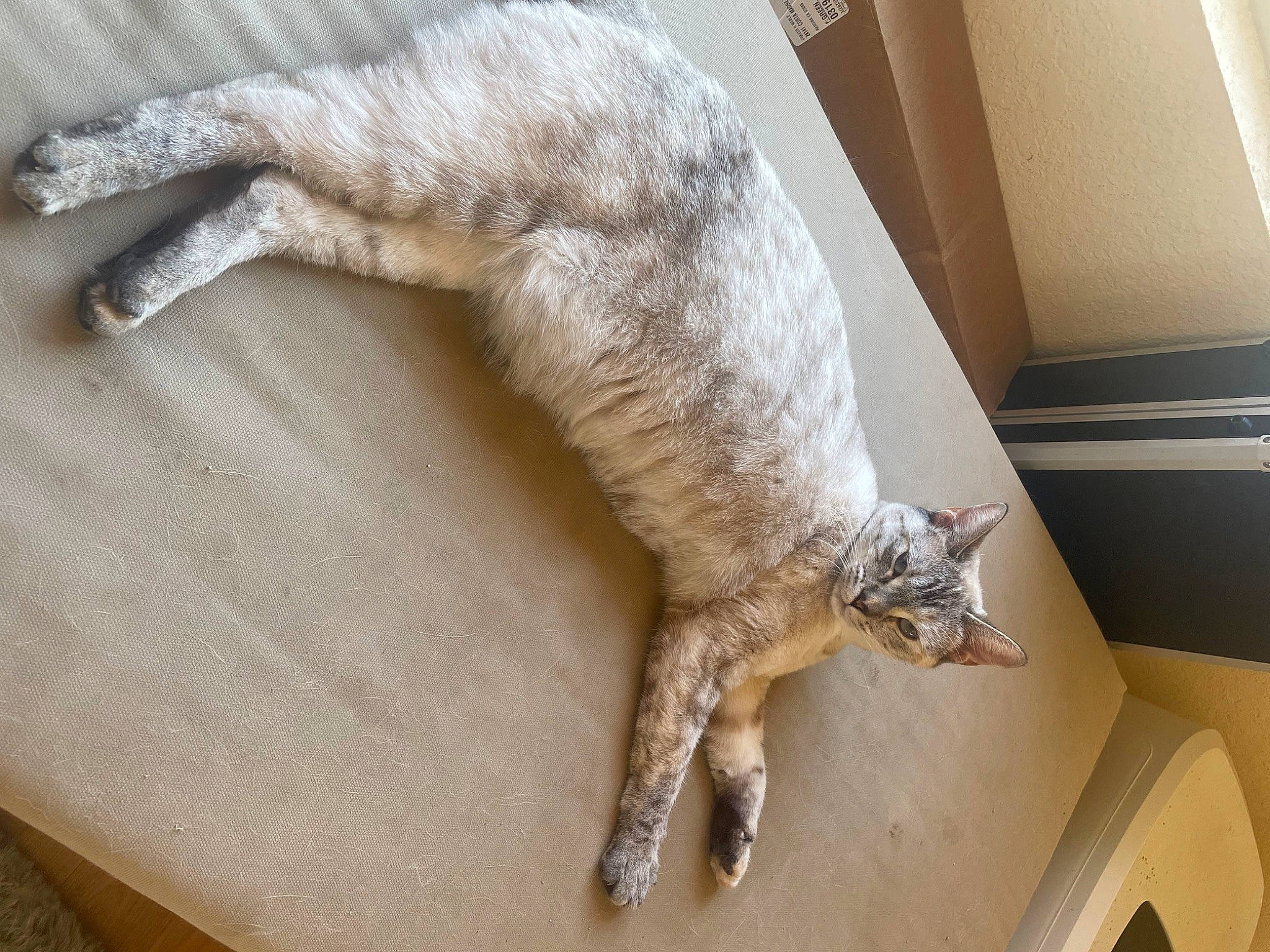 Miley Cyrus is registered to the contest to win money with this photo: canidae, carnivore, cat, claw, comfort, fawn, felidae, flooring, fur, hardwood, room, small_to_medium_sized_cats, snout, sporting_group, tail, terrestrial_animal, whiskers, wood