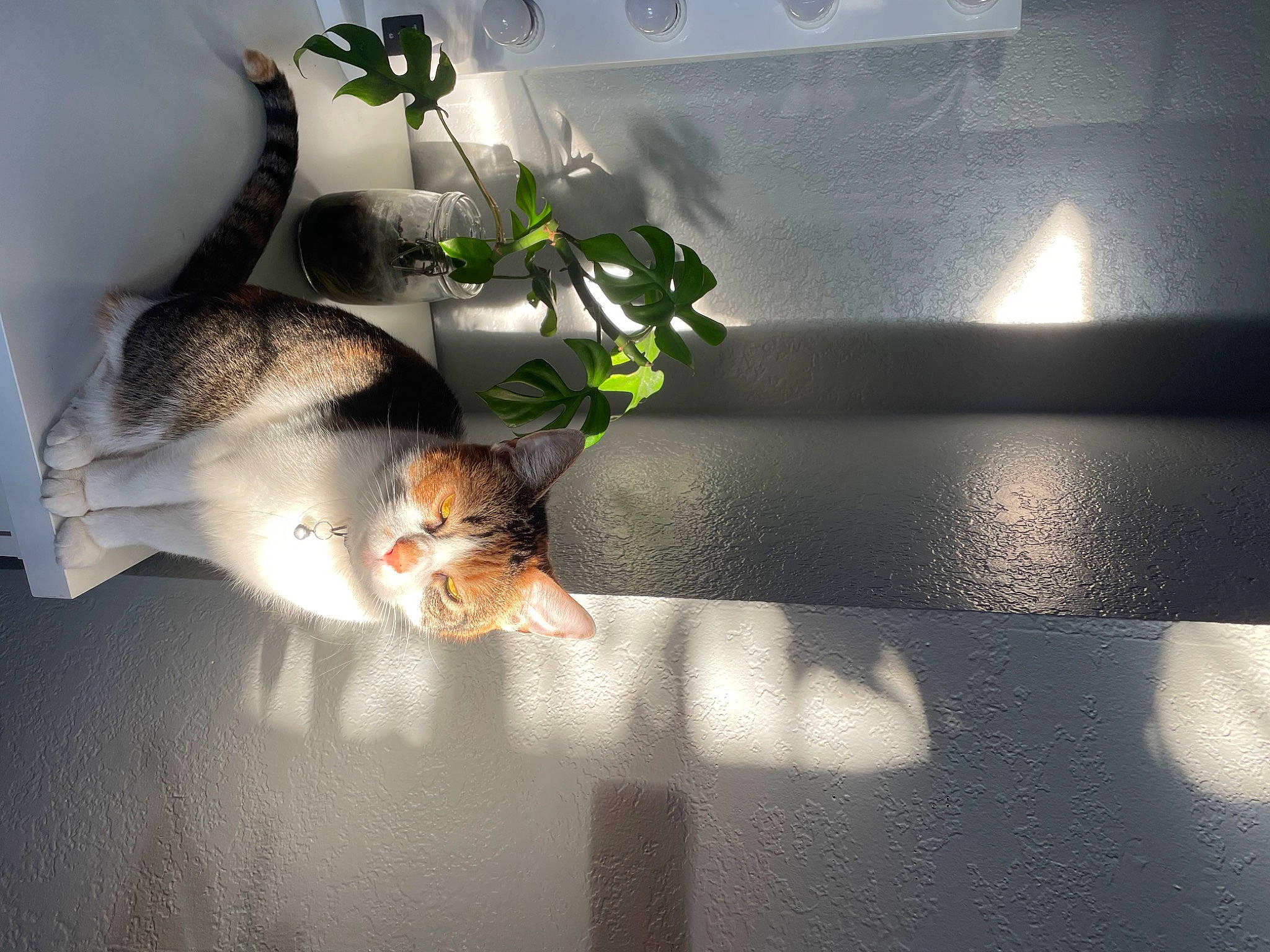 Kenzie joined the competition — help win amazing prizes! carnivore, cat, comfort, darkness, domestic_short_haired_cat, felidae, fish, flooring, fur, grass, plant, room, shadow, small_to_medium_sized_cats, still_life_photography, tail, tree, whiskers, window, wood