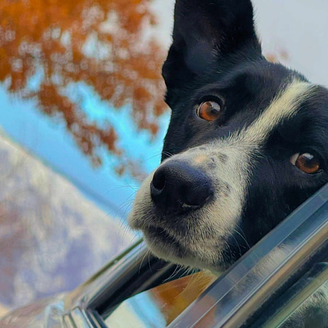 Cosmo joined the competition — help win amazing prizes! alloywheel, animal, bulldog, canine, car, car_exterior, carmirror, carwheel, dog, hound, husky, machine, pet, pointer, puppy, spoke, tire, transportation, vehicle, wheel